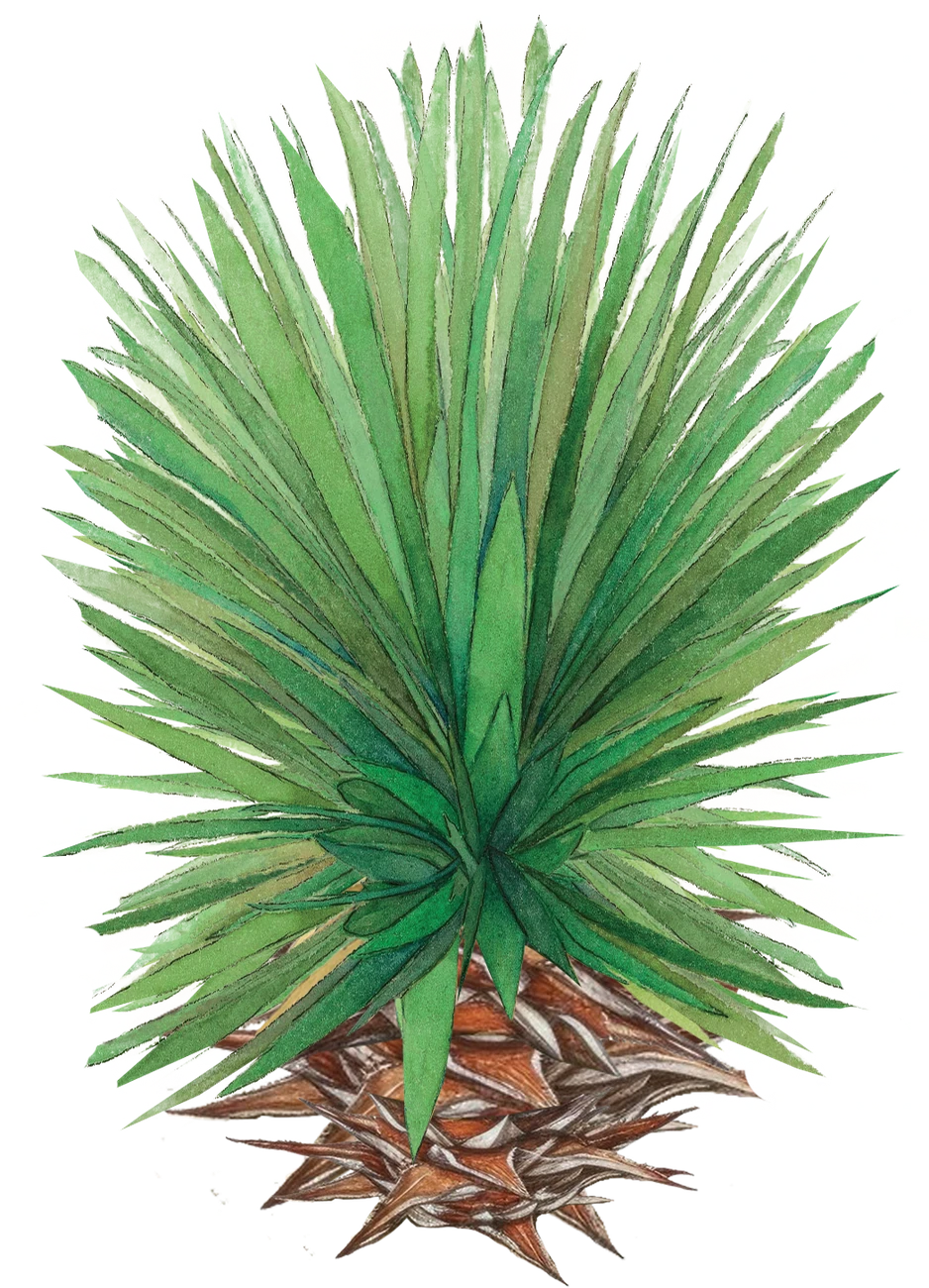 Acuarela del agave Barril