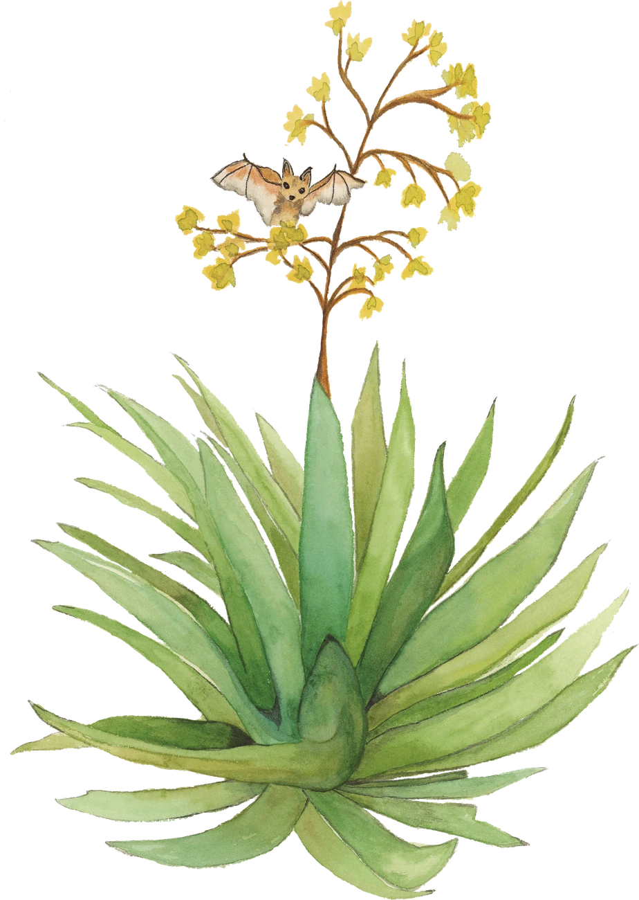 Acuarela del agave Coyote