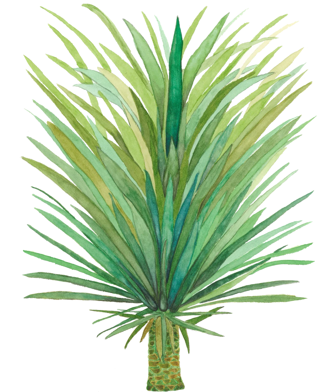 Acuarela del agave Cuishe