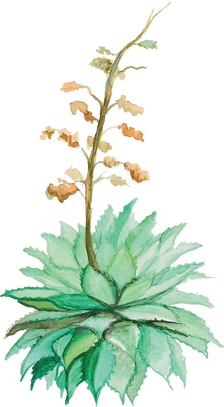 Acuarela del agave Cupreata