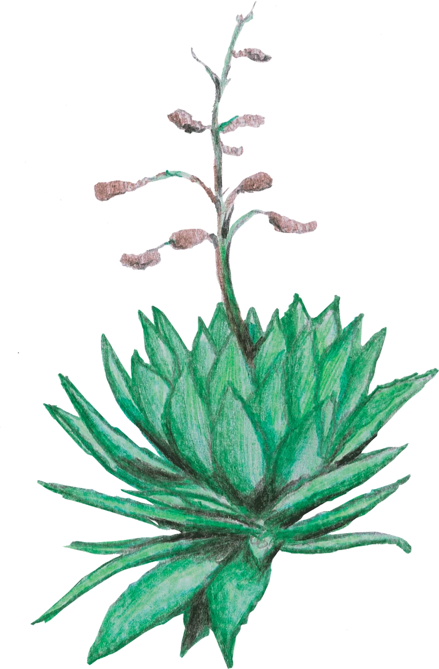 Acuarela del agave Papalote