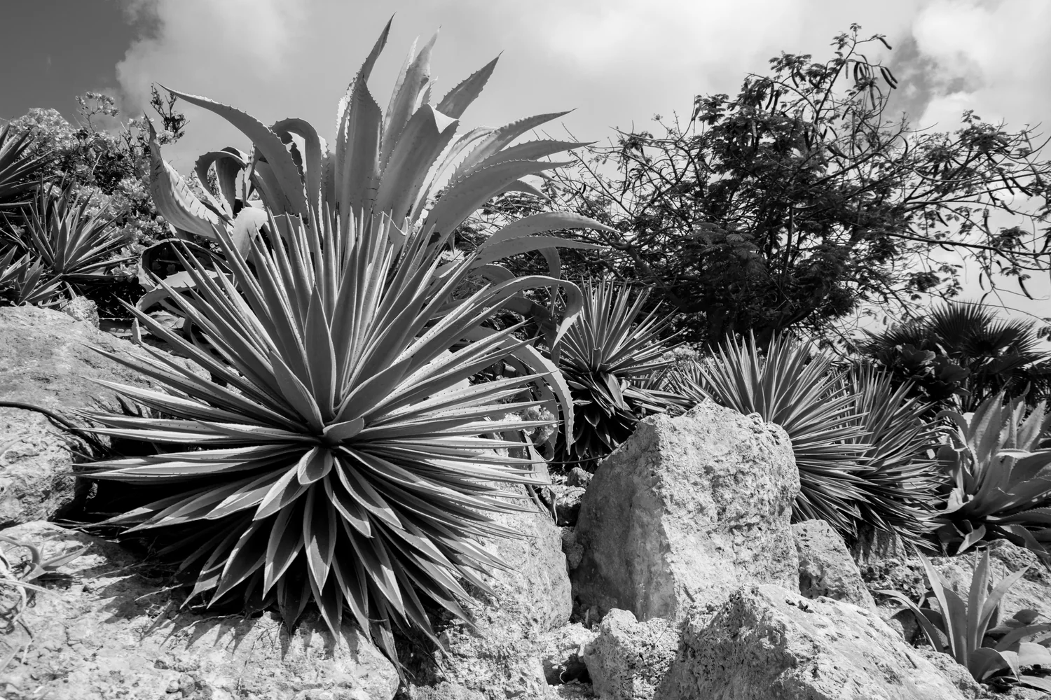 Magueyes silvestres sobre ladera de piedra