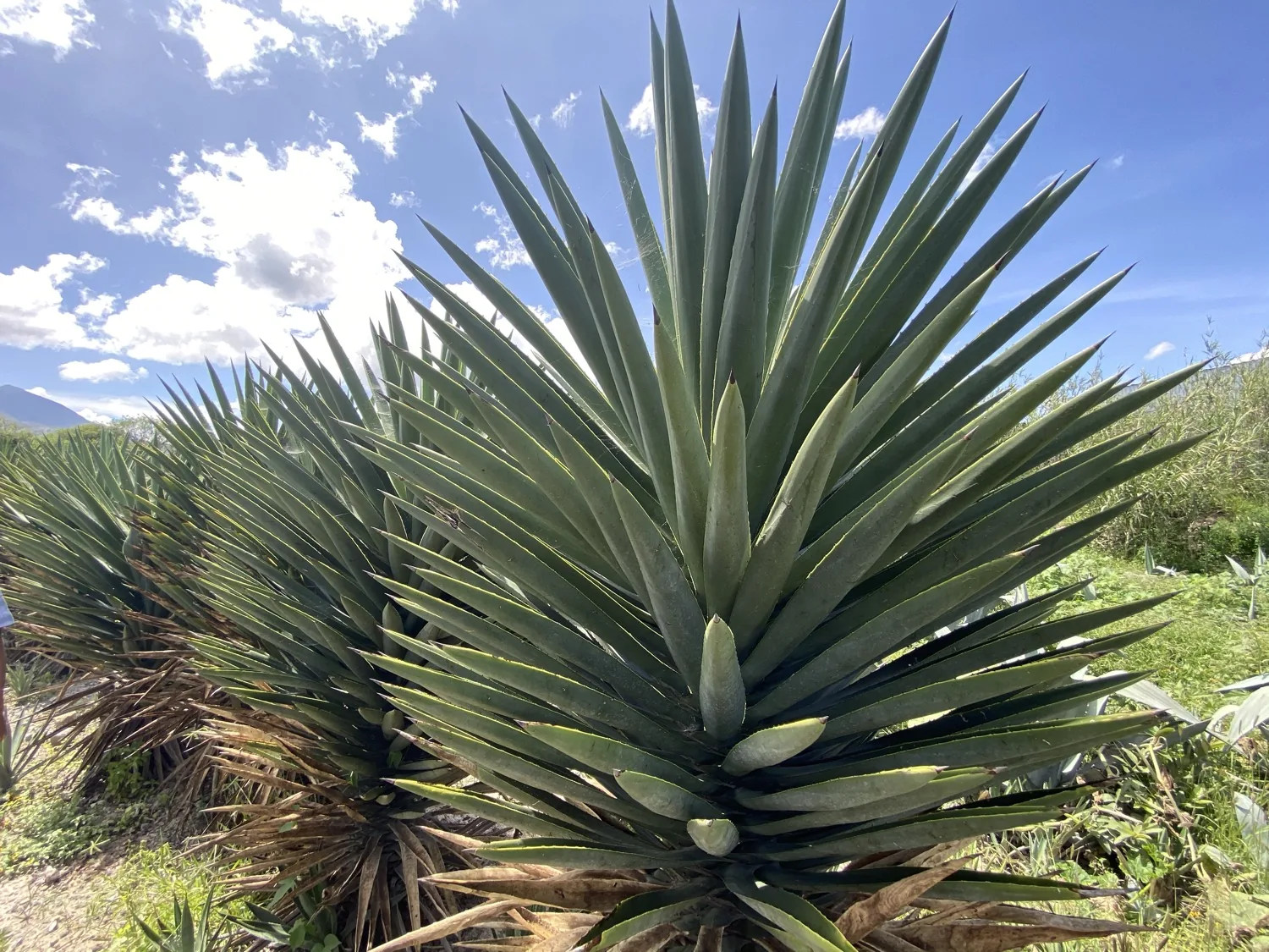 Maguey silvestre contra el cielo