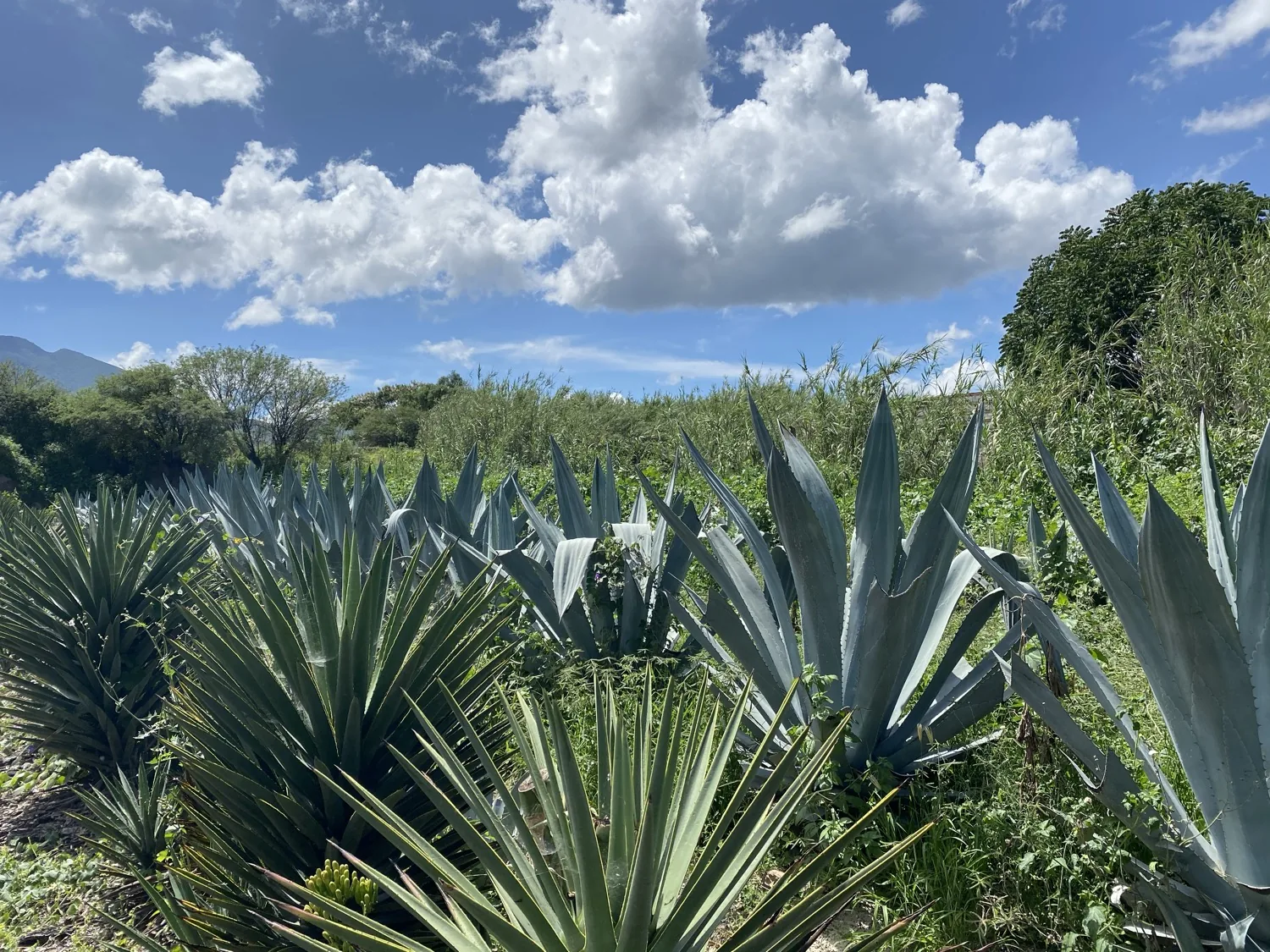 Campo de magueyes silvestres