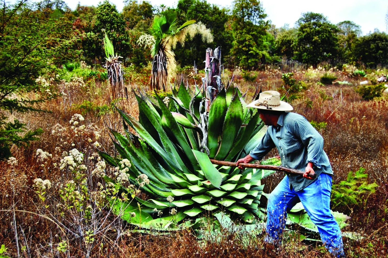 Jima del agave en el campo