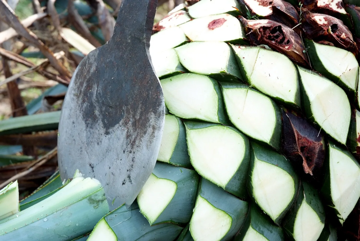 Piña de agave cortada con coa