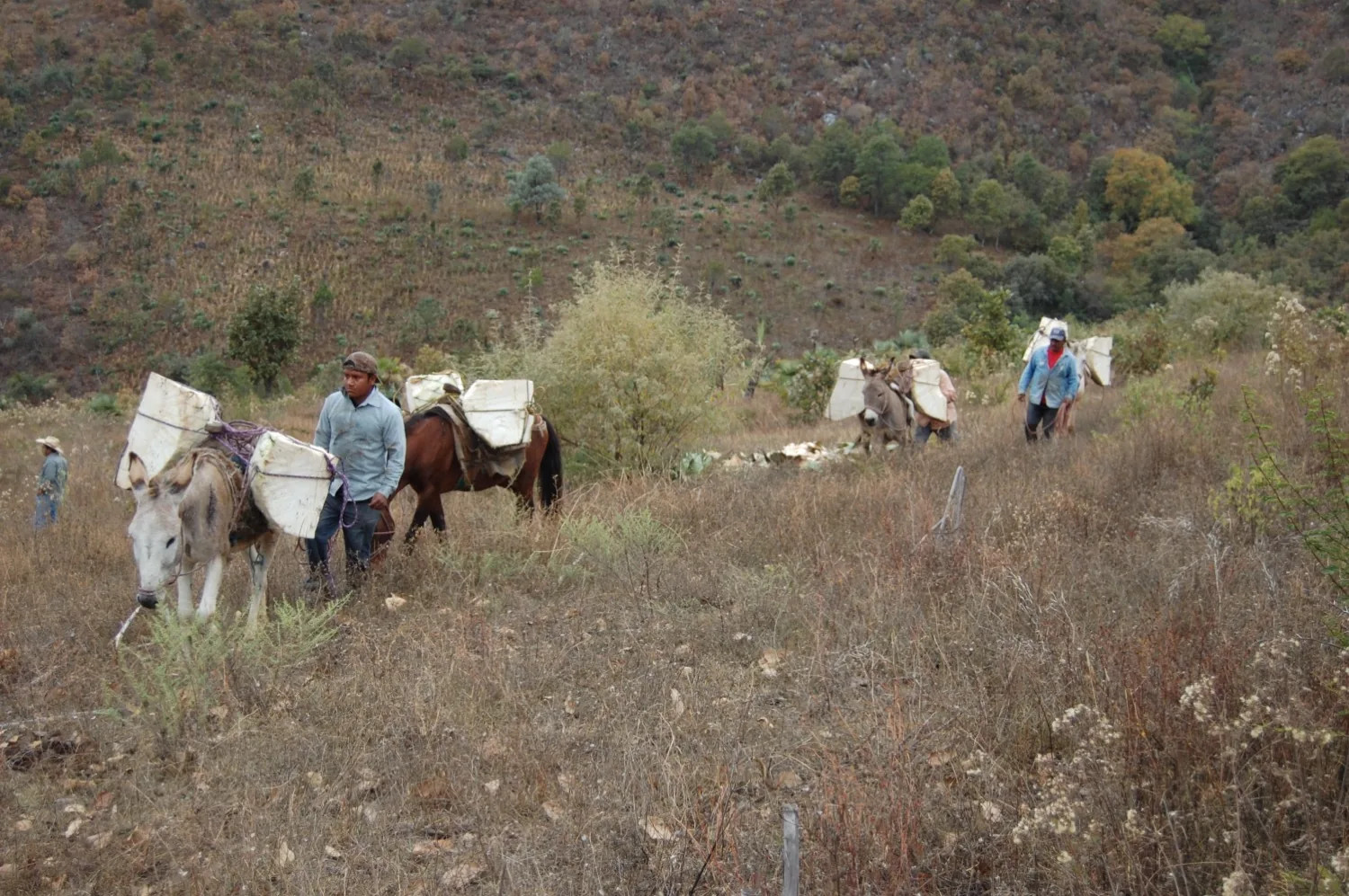 Recolección de agave en la sierra
